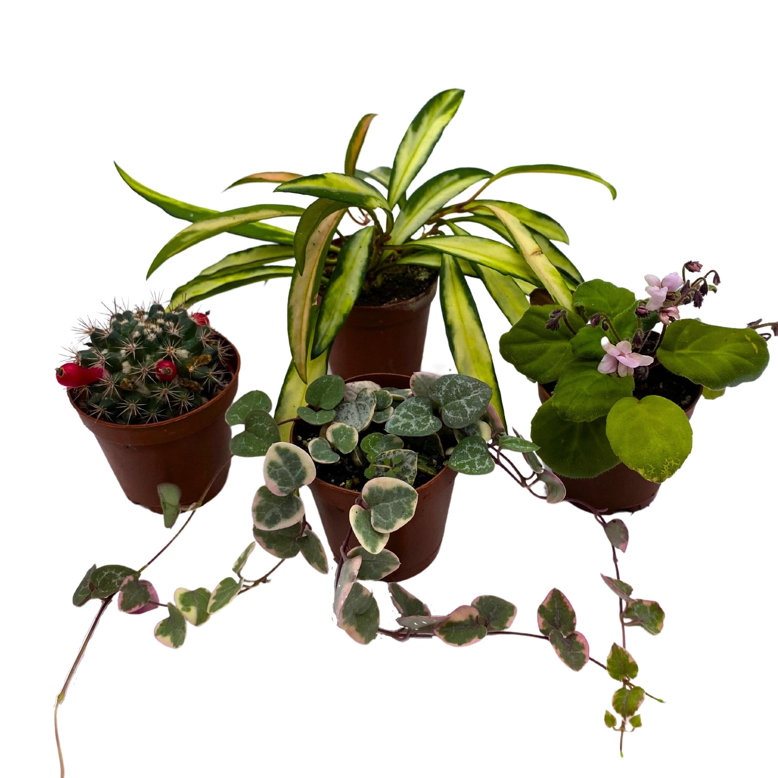 potted plant subscription Plant Mystery Box, 2 inch pots, set of 4, Monthly Subscription, Always Different Houseplants