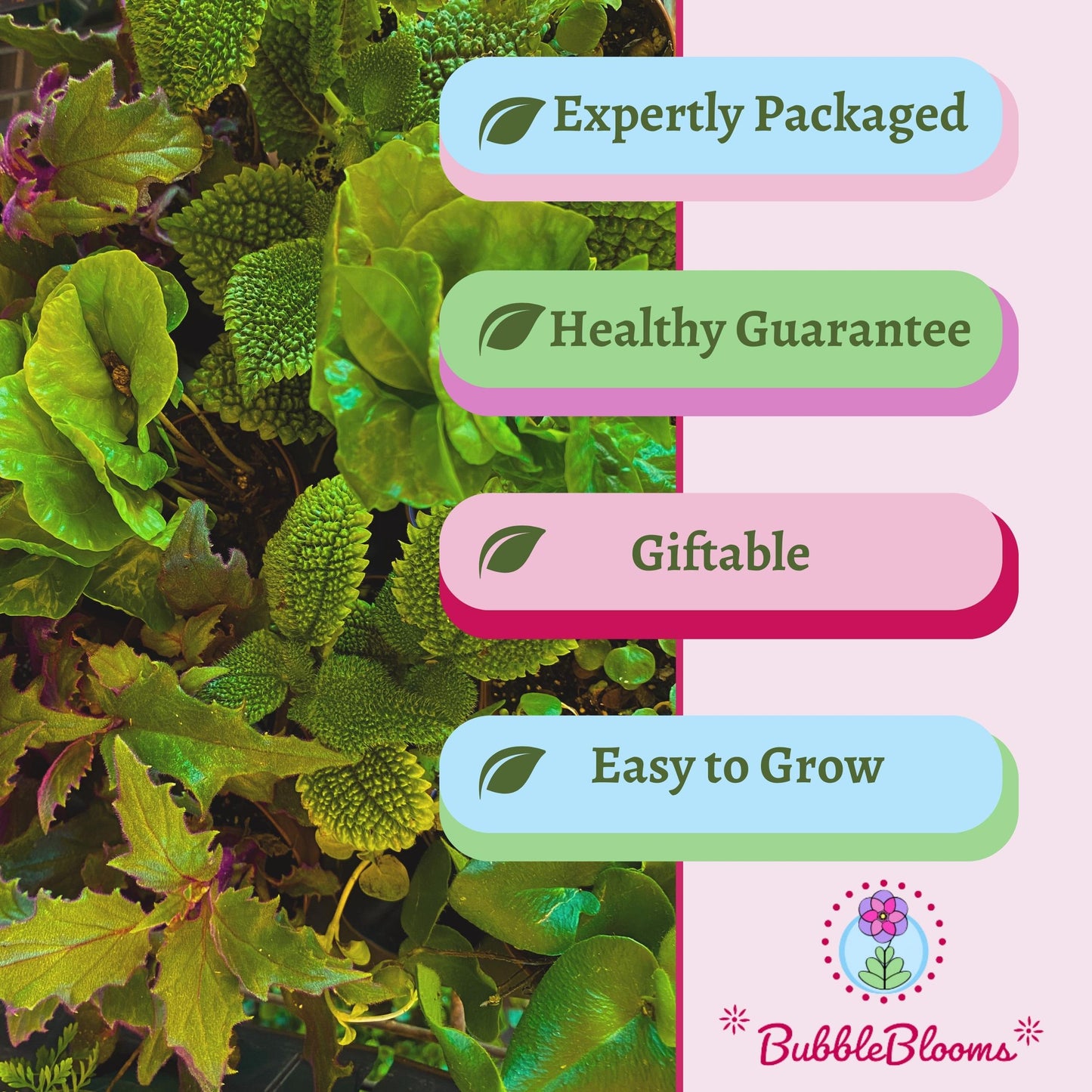 Plant Mystery Box, 2 inch pots, set of 4, Monthly Subscription, Always Different Houseplants