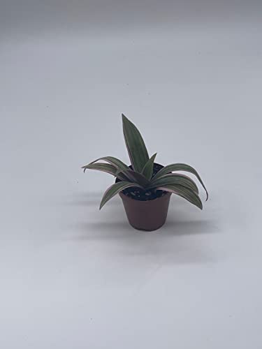 BubbleBlooms Moses in The Cradle, 2 inch Tradescantia spathacea, Rhoeo discolor, Spiderwort spiderplant, Pink Spider Oyster Plant, boatlily