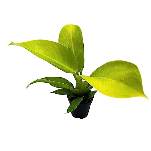 BubbleBlooms Philodendron Moonlight, Philodendron Hederaceum in 2 inch Pot