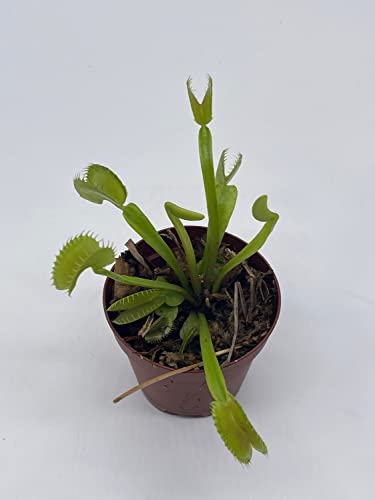 BubbleBlooms Carnivorous Plant in 2 inch Pot, Perennial Living Bug Catcher Tiny Mini Pixie Plant