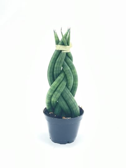 african spear succulent BubbleBlooms Braided African Spear in a 2 inch Pot Snake Plant Braid S – Florida House Plants