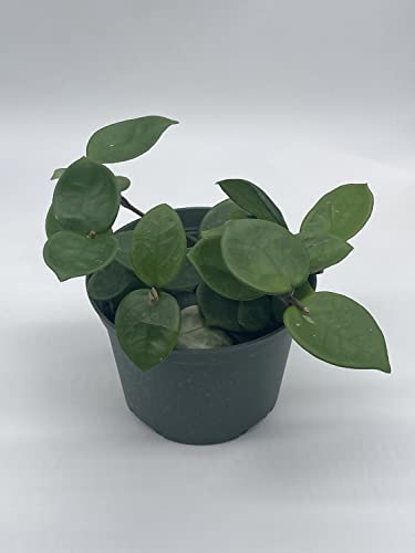 BubbleBlooms Hoya Chelsea Carnosa in a 6 inch Pot