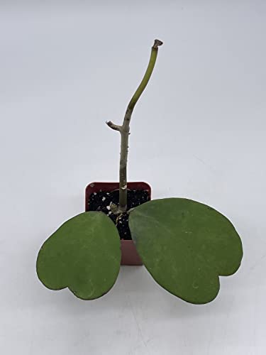 BubbleBlooms Hoya Kerrii Hearts On The Vine, with at Least 2+ Hearts, Vining Plant in a 2 inch Pot Well Rooted