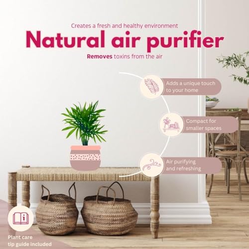 BubbleBlooms Neanthe Bella Palm 2 inch Set of 3 Chamaedorea elegans Bamboo Parlour Palm Tiny Mini Pixie Plants