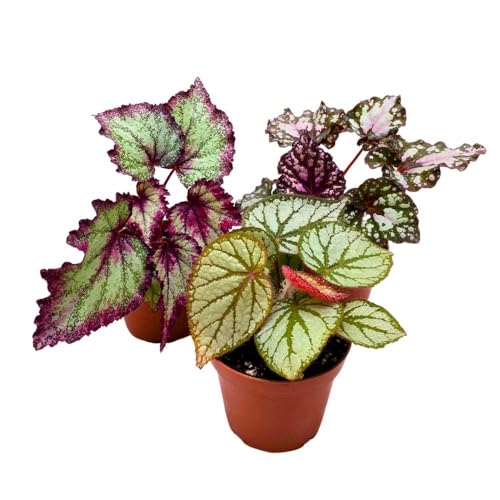 Harmony Foliage Harmony's White Begonia Assortment 4 inch Set of 3 All White Hybrids