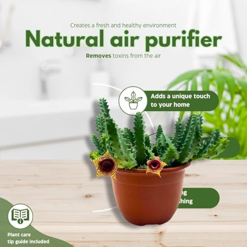 BubbleBlooms Lifesaver Stapelia Huernia Zebrina in a 6 inch Pot