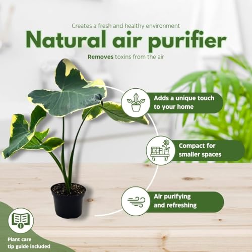 BubbleBlooms Alocasia Mickey Mouse Xanthomas in a 6 inch Pot