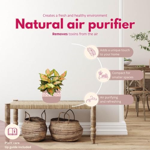 BubbleBlooms Aglaonema Pink Dalmatian 6 inch Chinese Evergreen Pink Beauty Lady Valentine