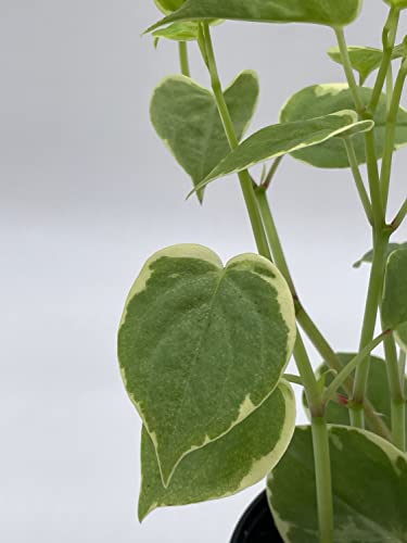 BubbleBlooms Cupid Peperomia, Variegated Peperomia Serpens in a 4 inch Pot Heart-Shaped Leaves