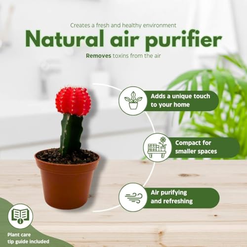 BubbleBlooms Grafted Red Moon Cactus 3 inch