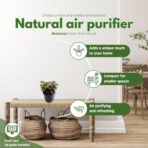 BubbleBlooms Pink Crinkle Frankie Fittonia Albivenis Nerve Plant in a 4 inch Pot Silver Net Leaf, Mosaic Jewel Creeping Indoor Plant Argyroneura