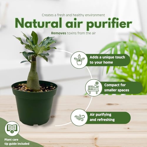 BubbleBlooms Desert Rose Guangyao in a 4 inch Pot Extremely Rare Flower