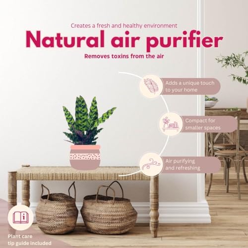 BubbleBlooms Calathea Assortment Set, 4 inch pots, Set of 3, Prayer Plant Variety, Great Indoor Houseplants, Rattlesnake, Stella, Medallion, Vittata