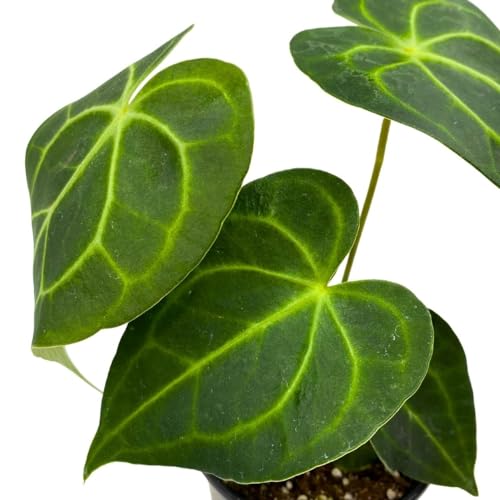 BubbleBlooms Anthurium Clarinervium Matuda in a 4 inch Pot Velvet Cardboard Rare Anthurium