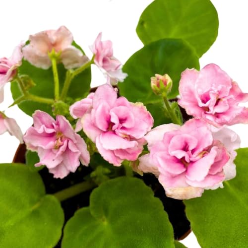 Harmony Foliage African Violet Aca's Pink Delight 4 inch Gesneriad