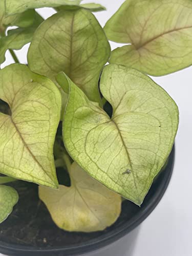 BubbleBlooms Syngonium Cream Podophyllum in a 4 inch Pot