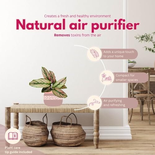 BubbleBlooms Calathea White Star in a 4 inch Pot Goeppertia Majestica Prayer Plant