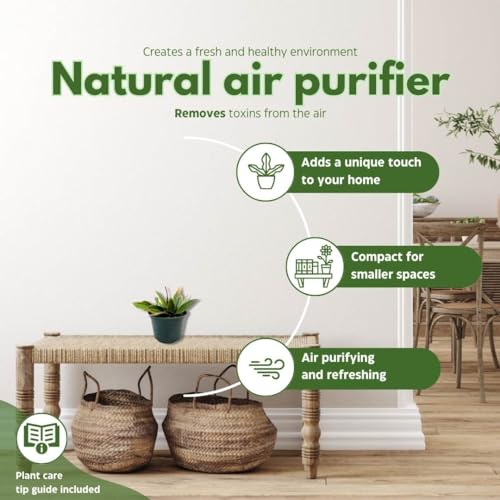 BubbleBlooms Hoya Macrophylla in a 6 inch Pot Wax Plant