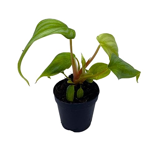 BubbleBlooms Philodedron Pastazanum Silver, Silver Sword Philodedron, Velvet Leaf Philo in 2 inch Pot