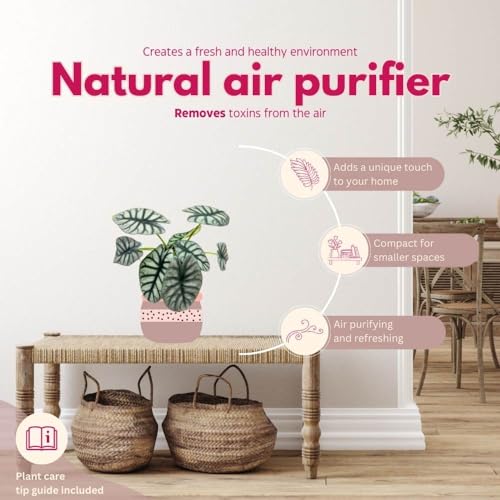 BubbleBlooms Alocasia Silver Dragon in a 6 inch Pot