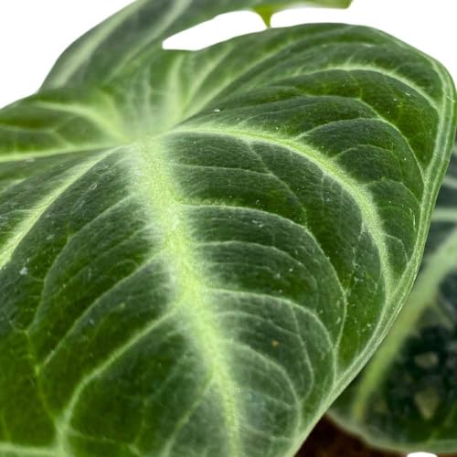 BubbleBlooms Alocasia Ninja, 2 inch Set of 3, Black Velvet Elephant Ear Tiny Mini Pixie Plants
