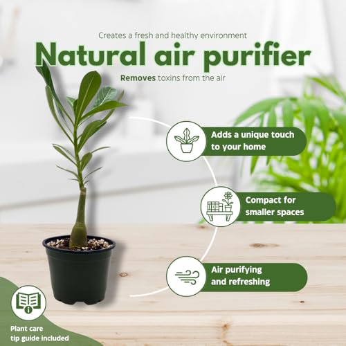 BubbleBlooms Desert Rose Dina in a 4 inch Pot Extremely Rare Flower