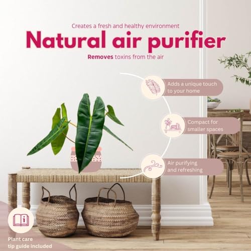 BubbleBlooms Philodendron billietiae 6 inch Washboard Abs Philo Billie Rare Indoor Plant