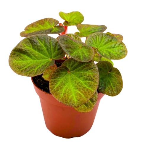 Harmony Foliage Begonia Manaus, 4 inch Rhizomatous Rhizo Green Orange Brown Fuzzy Leaves