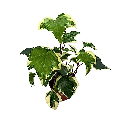 BubbleBlooms Variegated Algerian Ivy, Hedera Algeriensis, Canary Island Ivy, Canary Ivy, Madeira Ivy in 4 inch Pot