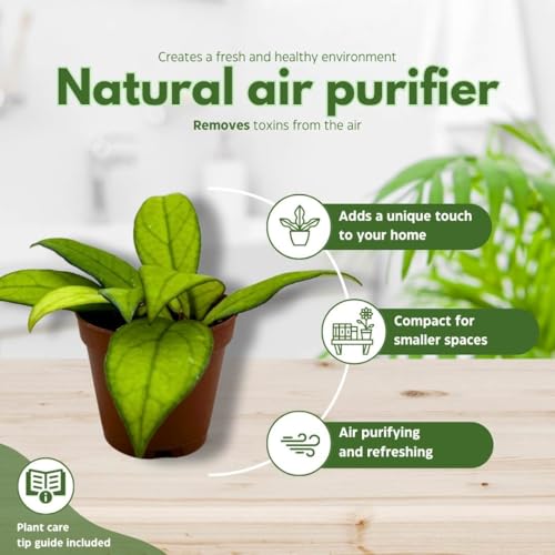 Harmony Foliage Harmony's Hoya Assortment 2 inch Set of 5