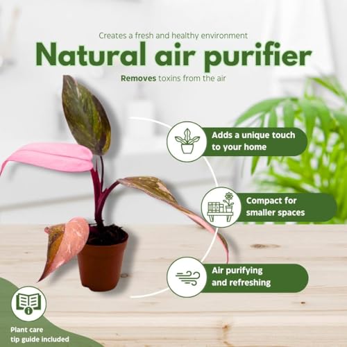 BubbleBlooms Philodendron Pink Naomi 2 inch Pink Princess