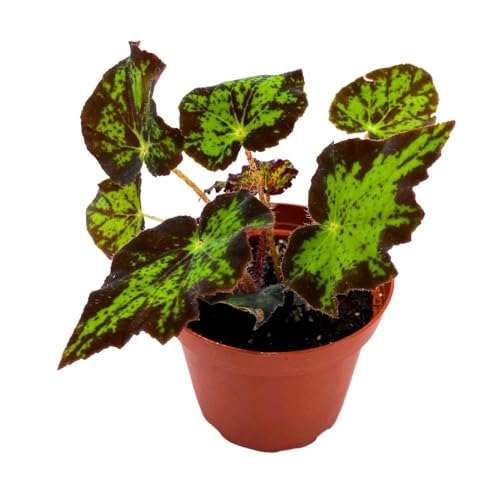 BubbleBlooms Begonia U578 4 inch Rhizomatous Begonia Rhizo Black Green Jagged Spotted
