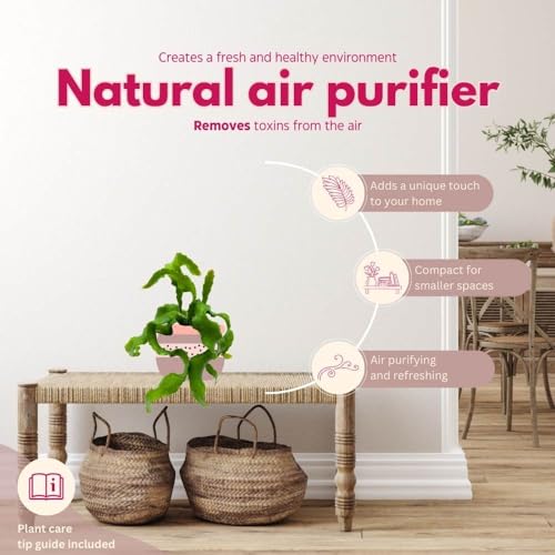 BubbleBlooms Curly Sue in 4 inch Pot Epiphyllium guatemalensis mostrouse Curly Locks Orchid Cactus with Pink Flower