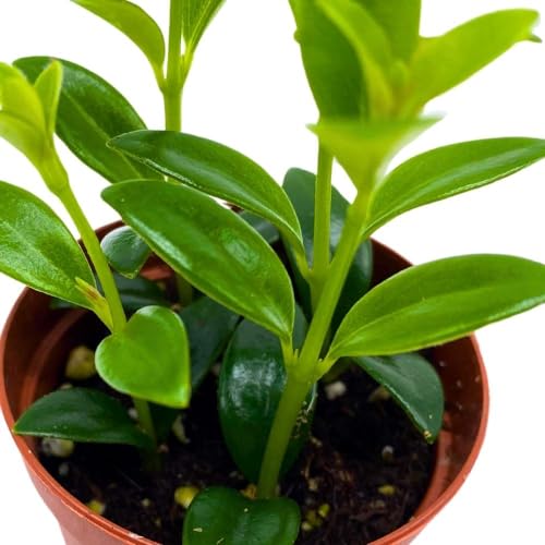 BubbleBlooms Columnea Lipstick Plant Goldfish Plant, 2 inch