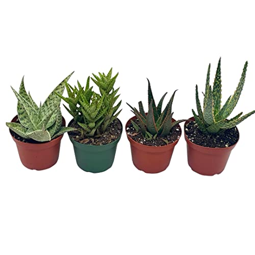 BubbleBlooms Aloe Assortment, Aloe Vera Variety Set of 4 in 4 inch pots, Barbados Cape Plant Gift Asphodelaceae