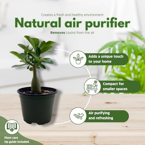 BubbleBlooms Desert Rose Moran in a 4 inch Pot Extremely Rare Flower