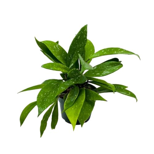 BubbleBlooms Hoya Pubicalyx in a 4 inch Pot Silver Speckled Splash