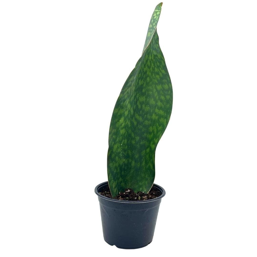 Sansevieria Masoniana XL (#A284)** | Shark Fin Snake Plants | offers Whale Fin Snake Plant