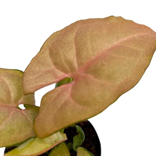 BubbleBlooms Neon Pink Syngonium, 2 inch Arrow Head Vine Vining Indoor Plant