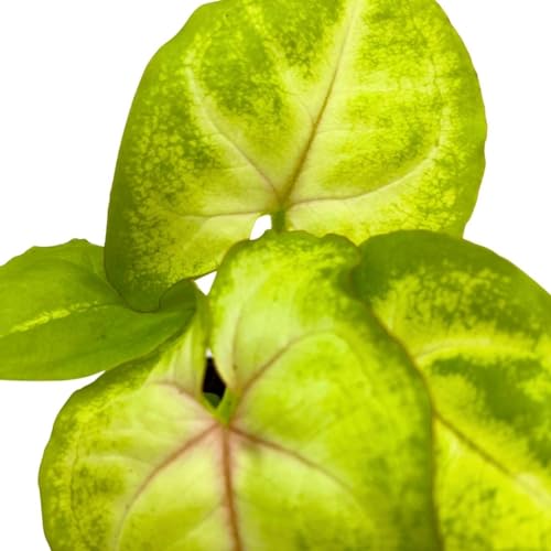 BubbleBlooms Gold Allusion Syngonium, 2 inch Golden Allusion Arrow Head Vine