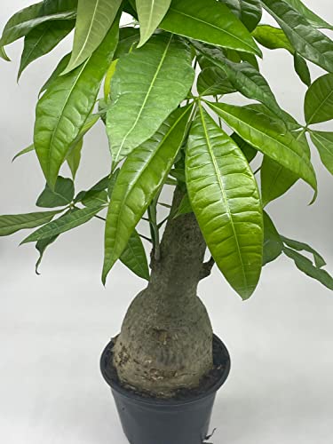 BubbleBlooms Money Tree Stump, Pachira aquatica, in 6 inch Pot