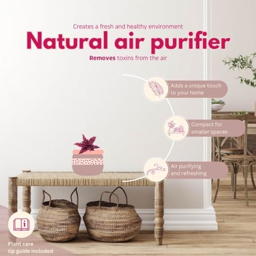 BubbleBlooms Cryptanthus Bivittatus, 2 inch Set of 3, Bright Pink Red Earth Star Tiny Mini Pixie Plants