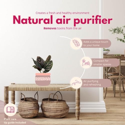 BubbleBlooms Calathea Ornata, Pinstripe Plant, Zebra Plant, Cathedral Plant, Peacock Plant in 2 inch Pot