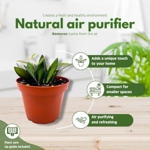 BubbleBlooms Hoya Burtoniae Variegated Ds-70 in a 4 inch Pot