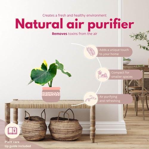 BubbleBlooms Alocasia Variegated Mickey Mouse Xanthosoma Variegata in a 4 inch Pot