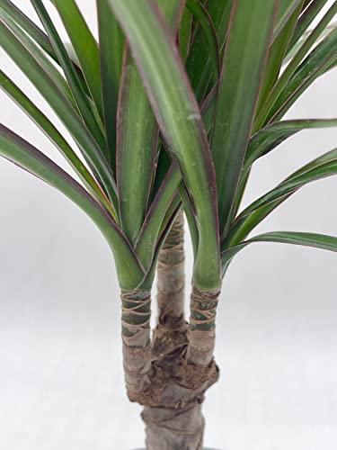 BubbleBlooms Dragon Tree, Madagascar Dragonplant, Dracaena marginata Hort. Dragontree in a 4 inch Pot Rare House Plant