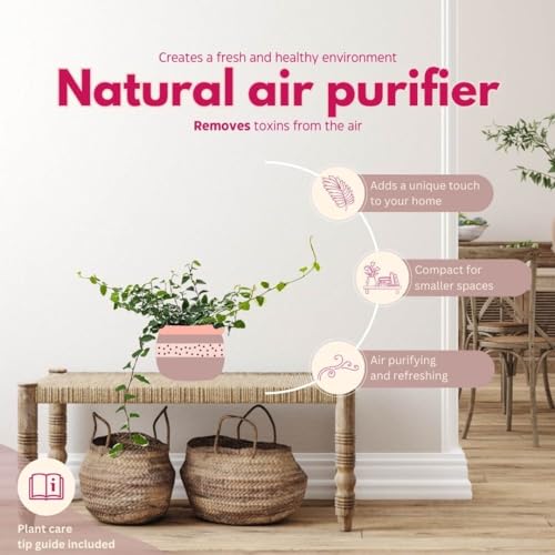 Creeping Fig, Ficus Pumila Variegata, Climbing Fig, Creeping Ficus in 4 inch Pot