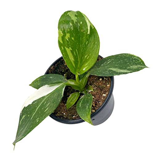 BubbleBlooms Philo White Wizard in a 4 inch Pot Rare Variegated Philodendron erubescens