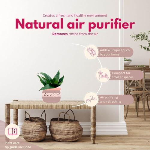 BubbleBlooms Black Hahnii Jade Star Sansevieria Snake Plant in a 4 inch Pot Solid Green